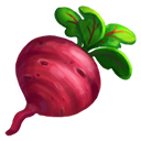 Chiogga Beet