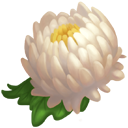 White Pompom Mums Flower