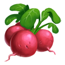 Radish