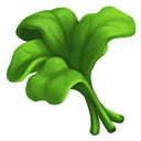 Rapini