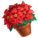 Poinsettia Potted Plant