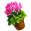 Pink Sowbread Vase