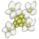 Japanese Snowball Flower